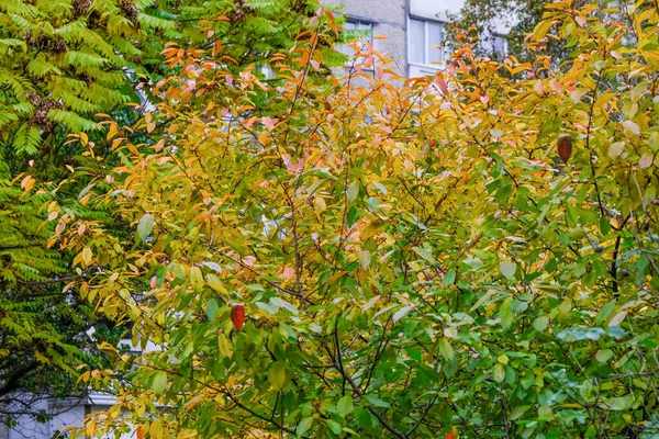 Urban Autumn Landscape Yellowing Falling Leaves Park Front Residential Buildings — Stock Photo, Image