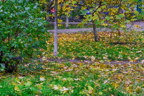 Paisaje Urbano Otoñal Con Hojas Amarillentas Caídas Parque Frente Edificios — Foto de Stock