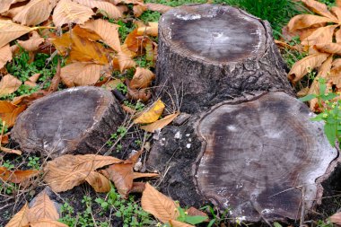 Sonbaharda yaprakları dökülen bir şehir bahçesindeki üç ağaç keneviri.