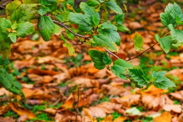 Fond Croquis Automne Avec Des Feuilles Jaunies Tombantes Dans Parc — Photo