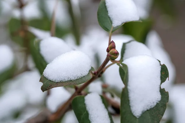 Herfst Foto Schetsen Van Eerste Sneeuw Viel Groene Bladeren Van — Stockfoto