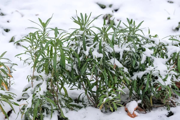 Осіння Фотосесія Першого Снігу Впала Зелене Листя Рослин Міському Парку — стокове фото