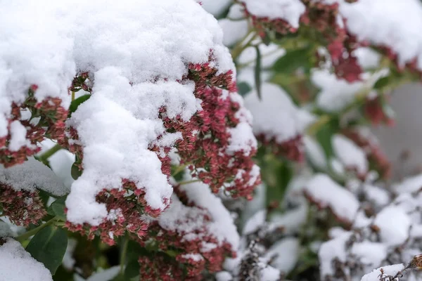 Höstfoto Skissa Den Första Snön Föll Gröna Blad Växter Stadspark — Stockfoto