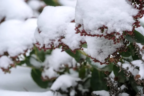 秋天的照片描绘了第一场雪落在住宅区附近的一座城市公园的绿叶上 — 图库照片