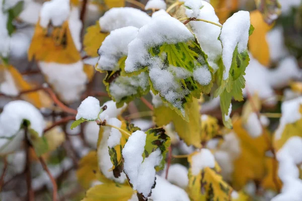 秋天的照片描绘了第一场雪落在住宅区附近的一座城市公园的绿叶上 — 图库照片