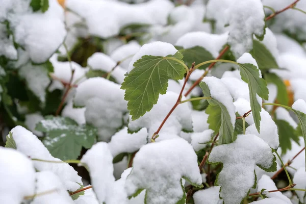 Herfst Foto Schetsen Van Eerste Sneeuw Viel Groene Bladeren Van — Stockfoto