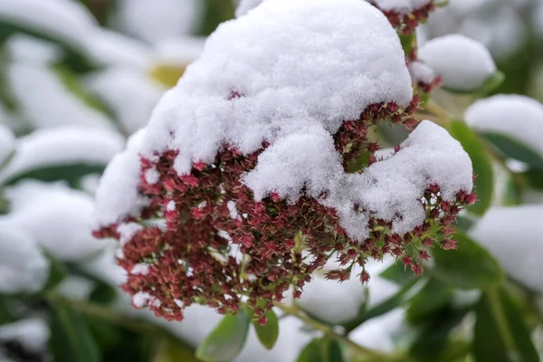 秋天的照片描绘了第一场雪落在住宅区附近的一座城市公园的绿叶上 — 图库照片