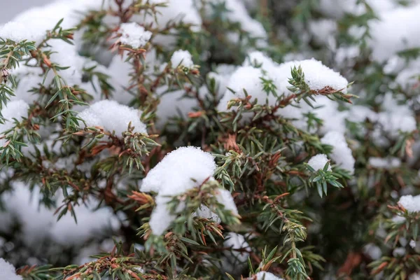 Höstfoto Skissa Den Första Snön Föll Gröna Blad Växter Stadspark — Stockfoto