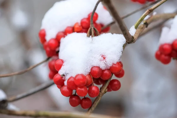 Herfst Foto Schetsen Van Eerste Sneeuw Viel Felrode Viburnum Bessen — Stockfoto