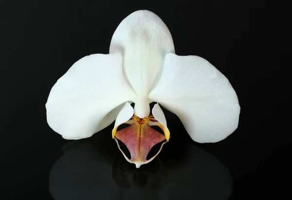 White Orchid Flower Close Macro Photography Black Background — Stock Photo, Image