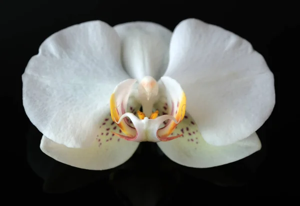 Fehér Orchidea Virág Közelkép Makró Fotózás Fekete Háttér — Stock Fotó