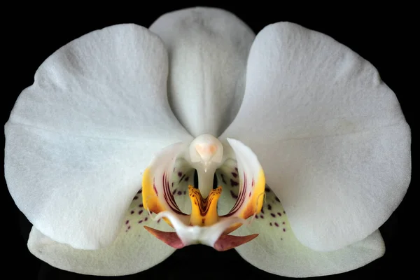 Siyah Arkaplanda Beyaz Orkide Çiçeği Yakın Plan Makro Fotoğraf — Stok fotoğraf