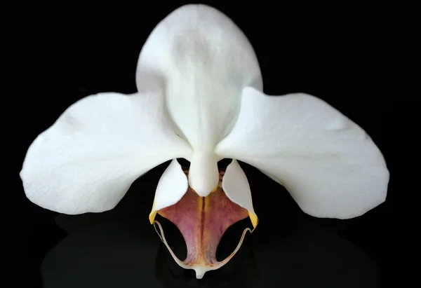 Siyah Arkaplanda Beyaz Orkide Çiçeği Yakın Plan Makro Fotoğraf — Stok fotoğraf