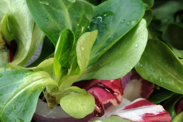 Blad Sallad Unga Tidiga Greener Och Rödkål För Ett Mellanmål — Stockfoto