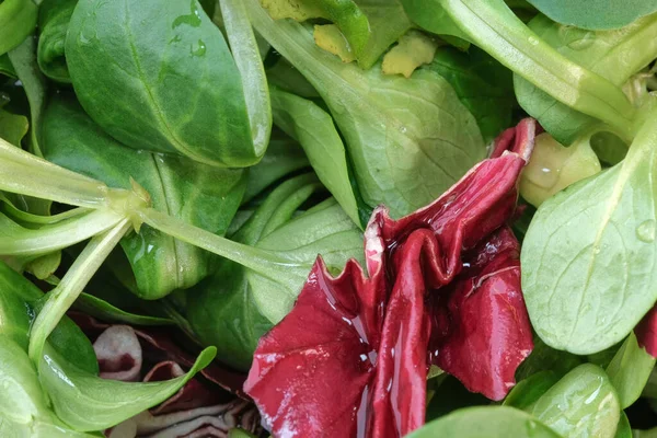 Jeunes Feuilles Salade Verdure Précoce Pour Une Collation Close Macro — Photo