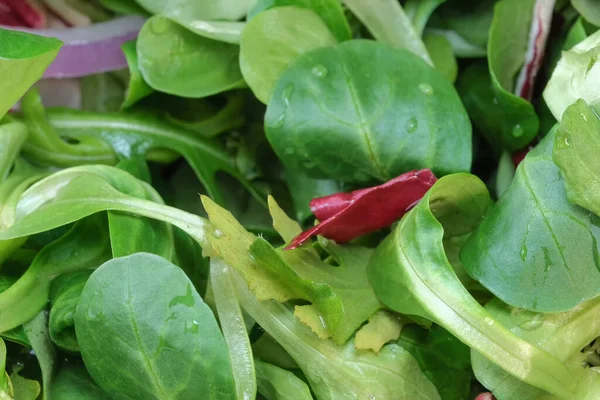 Jovens Primeiros Verdes Folhas Salada Para Lanche Close Macrofotografia — Fotografia de Stock