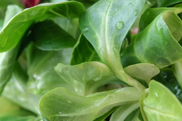 Jeunes Feuilles Salade Verdure Précoce Pour Une Collation Close Macro — Photo