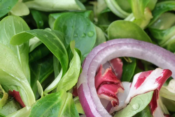 Jeunes Feuilles Salade Verdure Précoce Pour Une Collation Close Macro — Photo