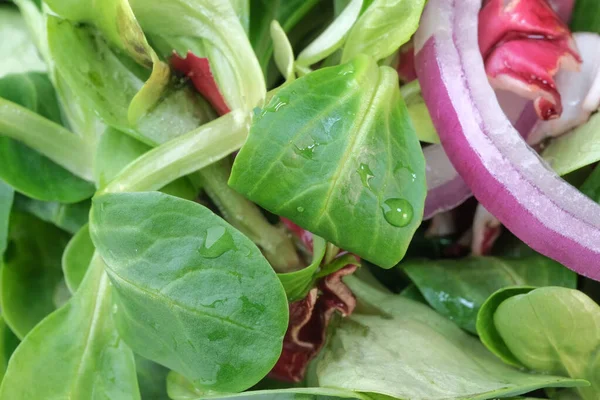 Jovens Primeiros Verdes Folhas Salada Para Lanche Close Macrofotografia — Fotografia de Stock