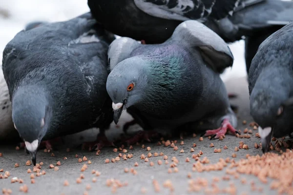 Wild City Pigeons Peck Scattered Grain Winter Time Close — Stock Photo, Image
