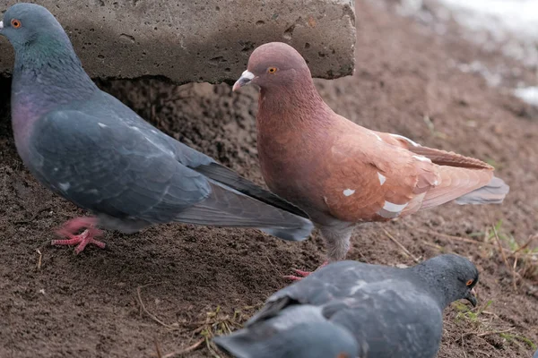 Pigeons Sauvages Ville Picorent Sur Grain Dispersé Heure Hiver Close — Photo