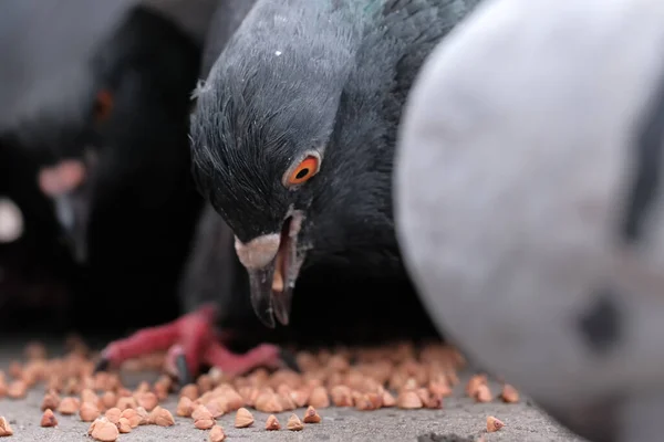 Palomas Salvajes Ciudad Picotean Grano Disperso Tiempo Invierno Primer Plano — Foto de Stock