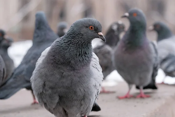Portrait Oiseau Pigeons Des Villes Sauvages Hiver Close — Photo