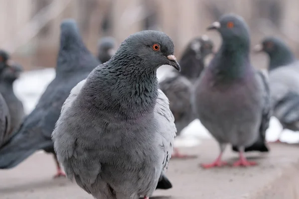 冬の間の野生の都市ハトの鳥の肖像画クローズアップ — ストック写真