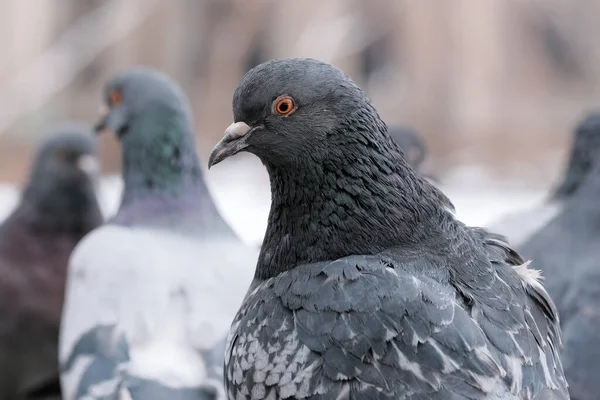 Vilda Städer Duvor Fågel Porträtt Vintern Närbild — Stockfoto