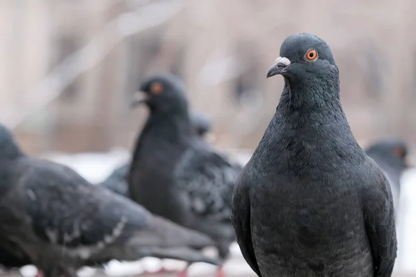 Vilda Städer Duvor Fågel Porträtt Vintern Närbild — Stockfoto