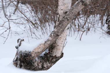 Karla kaplı şehir avlusu dekoratif çalılar ve ağaçlarla kapalı bulutlu bir gün.