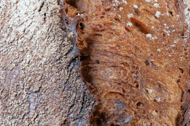 Karabuğday ununun yakın plan makro fotoğrafçılığı da eklenerek eklenmiş ekmeksiz ekmek ekmeği.