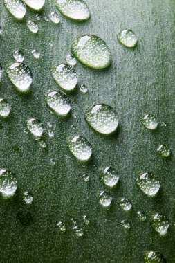 Sebze yeşili doğal arka plan. Çiçek makro fotoğrafçılığının büyük bir yaprağının üzerinde büyük su damlaları.
