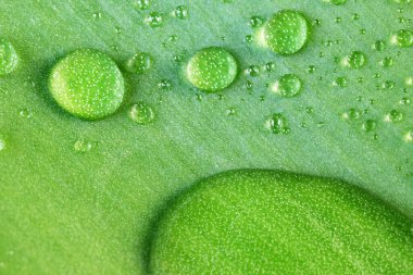 Sebze yeşili doğal arka plan. Çiçek makro fotoğrafçılığının büyük bir yaprağının üzerinde büyük su damlaları.