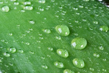 Sebze yeşili doğal arka plan. Çiçek makro fotoğrafçılığının büyük bir yaprağının üzerinde büyük su damlaları.