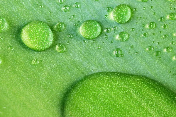 Sebze yeşili doğal arka plan. Çiçek makro fotoğrafçılığının büyük bir yaprağının üzerinde büyük su damlaları.