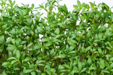 Canlı büyüyen mikro sebzeler su teresi filizleri yakın plan sebze salatada sağlıklı sebze takviyesi