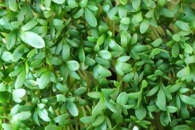 Canlı büyüyen mikro sebzeler su teresi filizleri yakın plan sebze salatada sağlıklı sebze takviyesi