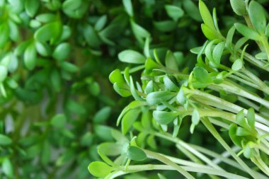 Canlı büyüyen mikro sebzeler su teresi filizleri yakın plan sebze salatada sağlıklı sebze takviyesi