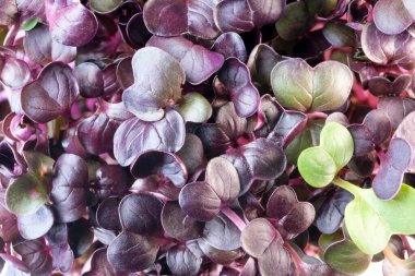 Canlı büyüyen mikro sebzeler mor turp filizleri yakın plan sebze salatada sağlıklı sebze.