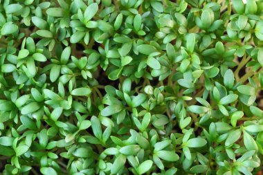 Canlı büyüyen mikro sebzeler su teresi filizleri yakın plan sebze salatada sağlıklı sebze takviyesi