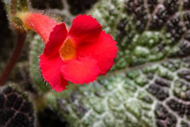 Küçük çiçek açan kırmızı çiçek evi bitkisi Episcia yakın çekim makro fotoğrafçılık