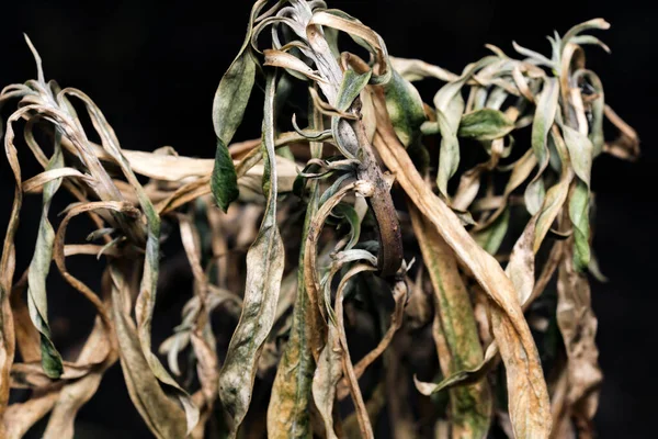 Last year\'s withered dead plant survived the winter cold on a black background close-up macro photography