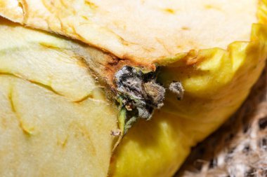 Sarı, olgun, buruşuk elma, uzun bir depolama sonrası kış makro fotoğrafçılığının ilk tazeliği değil.