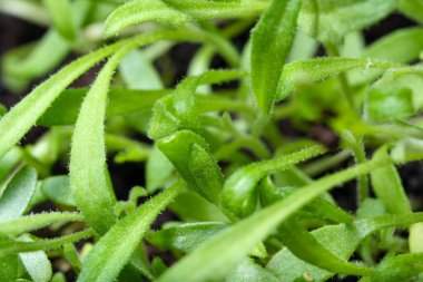 Turba toprağı üzerindeki küçük bitki filizleri yakın çekim makro fotoğrafçılık