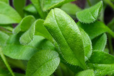 Yaban bitkilerinin dokulu yeşil yapraklarından oluşan doğal bitki örtüsü.