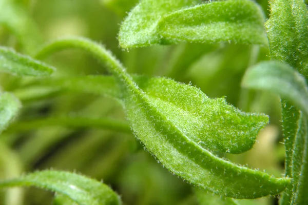 野生植物纹理叶中的天然植物绿色背景 — 图库照片