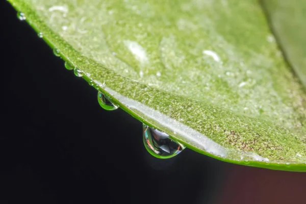 Drops Pure Water Green Leaf Close Macro Photography Vegetable Background — Stock Photo, Image