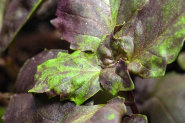 Baharatlı fesleğen yaprağı taze kokulu yakın plan makro fotoğraf izole