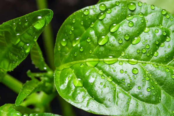 Young Green Chili Pepper Leaves Water Drops Close Macro Photography — Stock Photo, Image